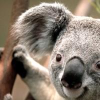 koala！のMyページ